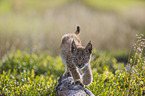walking cub