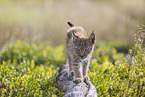 walking cub