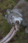 Eurasian Lynx