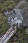 Eurasian Lynx