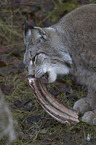 Eurasian Lynx