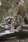 Eurasian Lynx