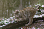 Eurasian Lynx