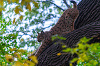 Eurasian Lynx