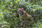 Eurasian Lynx
