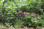 Eurasian Lynx