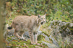 Eurasian Lynx
