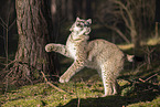 Eurasian Lynx