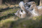 Eurasian Lynx