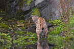 Eurasian Lynx