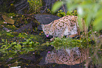 Eurasian Lynx