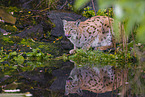 Eurasian Lynx