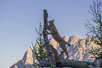 Eurasian Lynxes