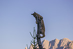 Eurasian Lynx