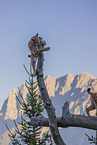 Eurasian Lynxes