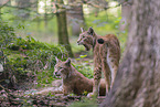 Eurasian Lynxes
