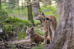 Eurasian Lynxes