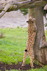 Eurasian Lynx