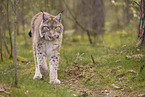 Eurasian Lynx