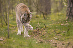 Eurasian Lynx