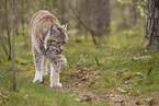Eurasian Lynx