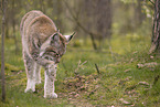 Eurasian Lynx