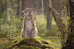 Eurasian Lynx