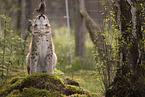 Eurasian Lynx