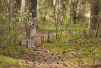 Eurasian Lynx