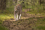 Eurasian Lynx