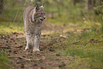 Eurasian Lynx
