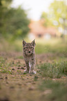 Eurasian Lynx cub