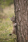 Eurasian Lynx cub