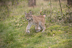 Eurasian Lynx cub