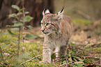 Eurasian Lynx cub