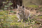 Eurasian Lynx cub