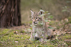 Eurasian Lynx cub