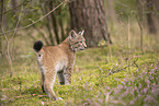 Eurasian Lynx cub