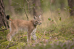 Eurasian Lynx cub