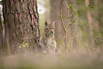 Eurasian Lynx cub