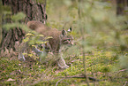 Eurasian Lynx cub