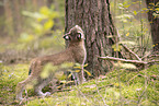 Eurasian Lynx cub