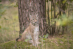 Eurasian Lynx cub