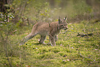 Eurasian Lynx cub