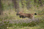 Eurasian Lynx cub