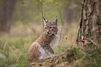Eurasian Lynx cub