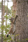 Eurasian Lynx cub