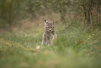 Eurasian Lynx cub