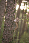 Eurasian Lynx cub