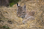 Eurasian Lynx cub